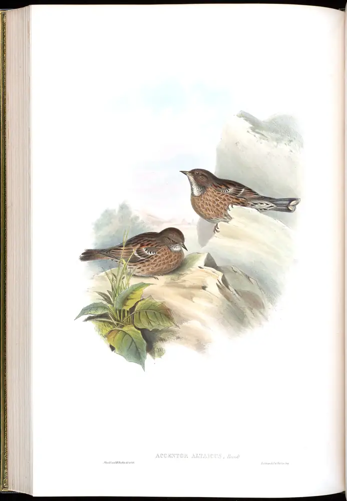 The whole sheet of volume IV, plate 49, with its engraved caption