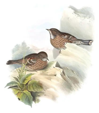 Volume IV, plate 49 of Gould's The Birds of Asia: Altai Accentor (Prunella himalayana)