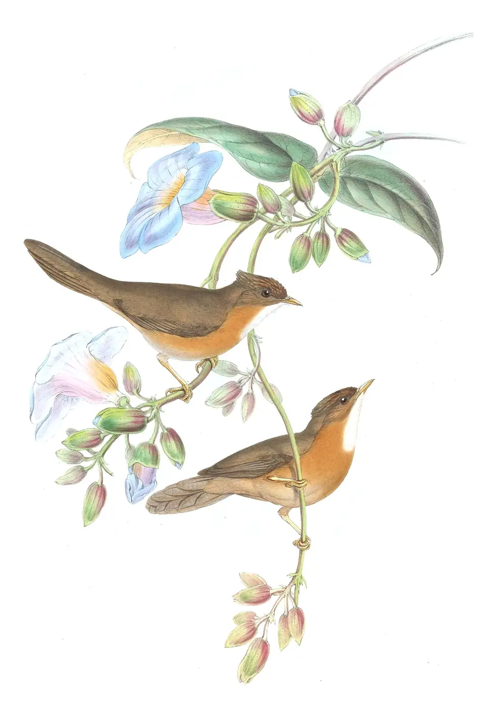 Volume IV, plate 5 of Gould's The Birds of Asia: Tawny-bellied Babbler (Dumetia hyperythra)