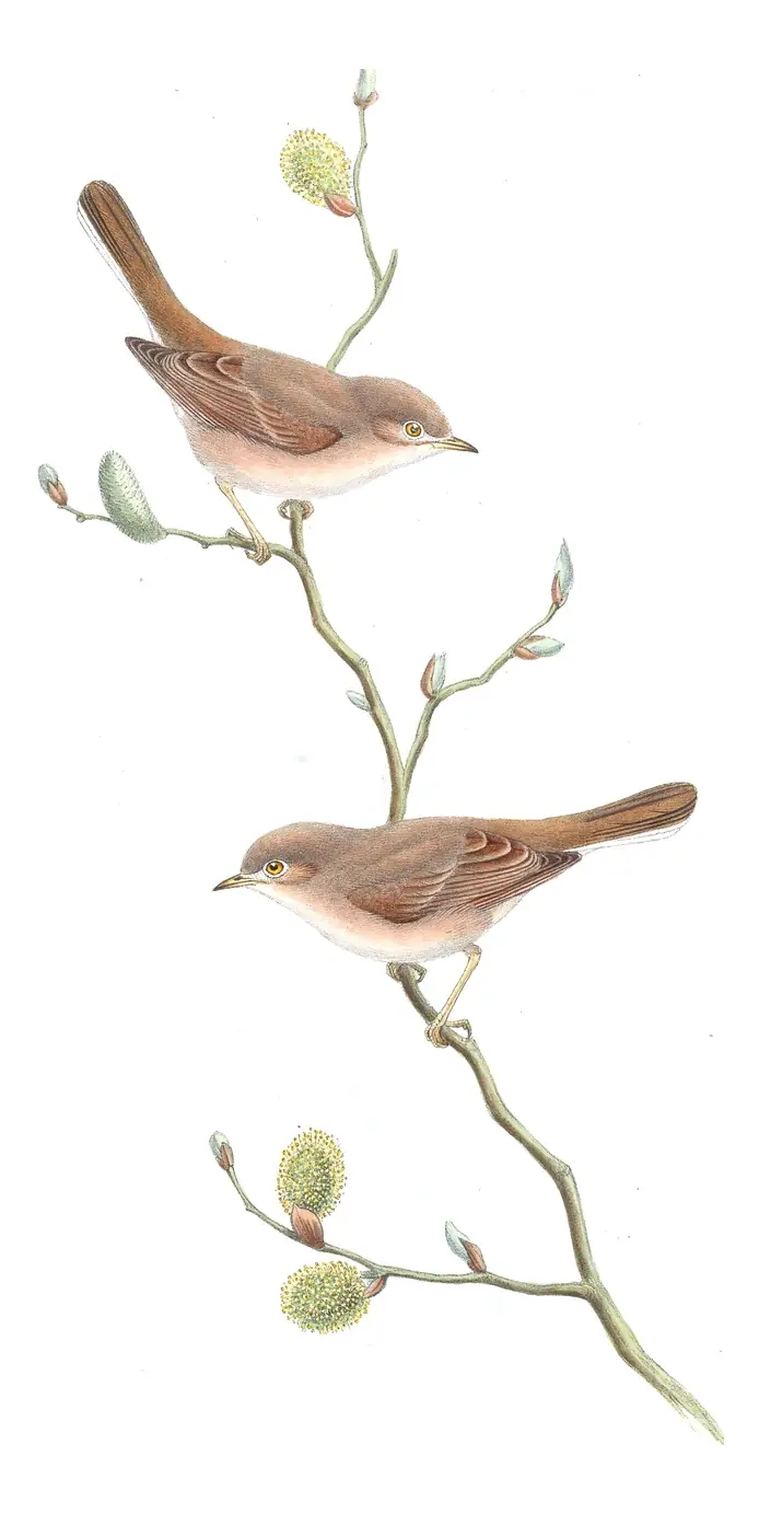 Volume IV, plate 50 of Gould's The Birds of Asia: Asian Desert Warbler (Curruca nana)