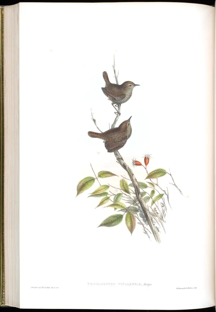 The whole sheet of volume IV, plate 51, with its engraved caption