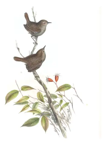 Volume IV, plate 51 of Gould's The Birds of Asia: Eurasian Wren (Troglodytes troglodytes)