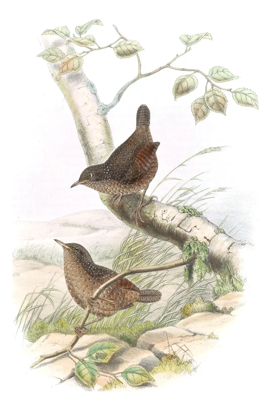 Volume IV, plate 52 of Gould's The Birds of Asia: Spotted Elachura (Elachura formosa)