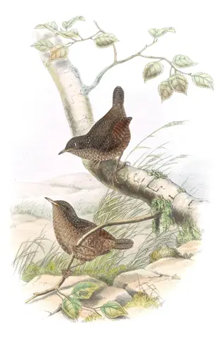 Volume IV, plate 52 of Gould's The Birds of Asia: Spotted Elachura (Elachura formosa)