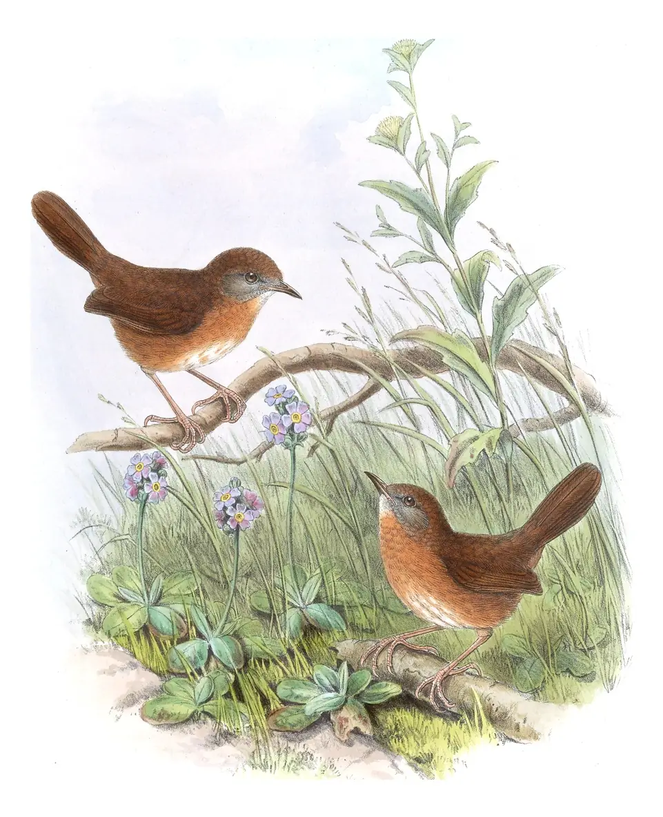 Volume IV, plate 53 of Gould's The Birds of Asia: Tawny-breasted Wren-Babbler (Spelaeornis longicaudatus)