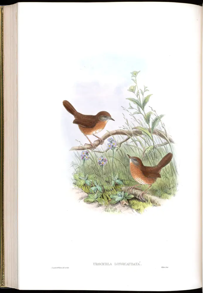 The whole sheet of volume IV, plate 53, with its engraved caption
