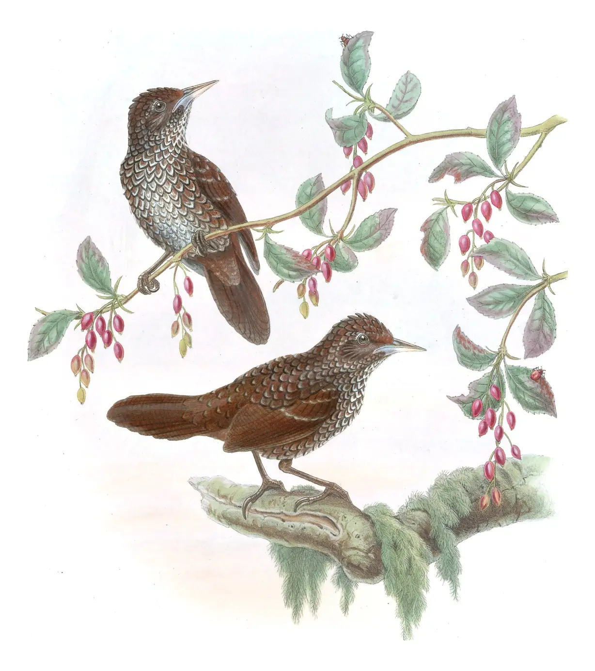 Volume IV, plate 54 of Gould's The Birds of Asia: Cachar Wedge-billed Babbler (Stachyris roberti)