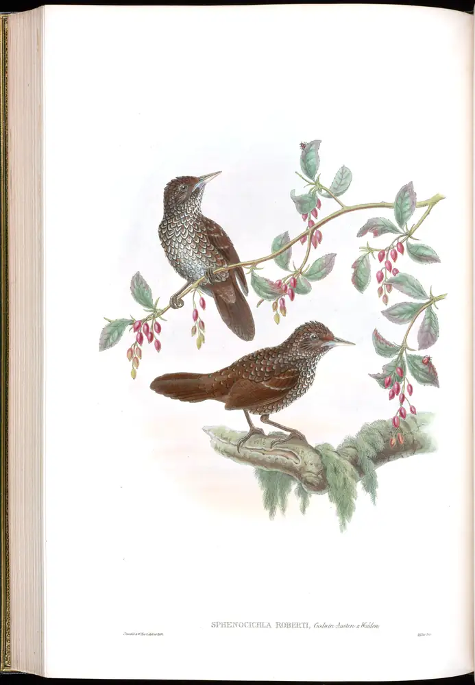 The whole sheet of volume IV, plate 54, with its engraved caption