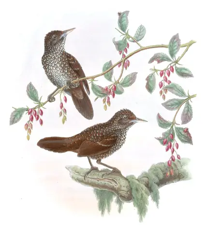 Volume IV, plate 54 of Gould's The Birds of Asia: Cachar Wedge-billed Babbler (Stachyris roberti)
