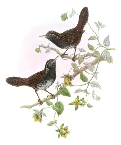 Volume IV, plate 55 of Gould's The Birds of Asia: Sikkim Wedge-billed Babbler (Stachyris humei)