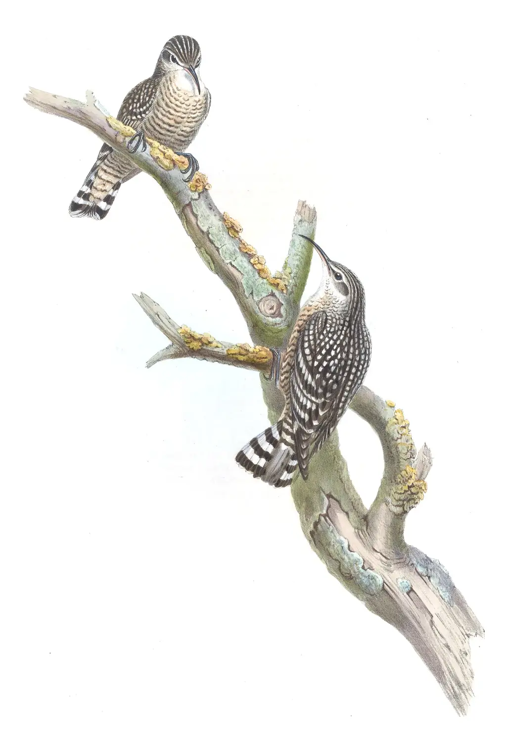 Volume IV, plate 56 of Gould's The Birds of Asia: Indian Spotted Creeper (Salpornis spilonota)