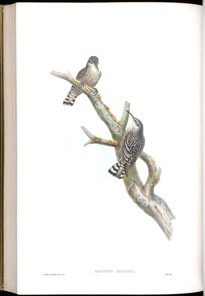 The whole sheet of volume IV, plate 56, with its engraved caption