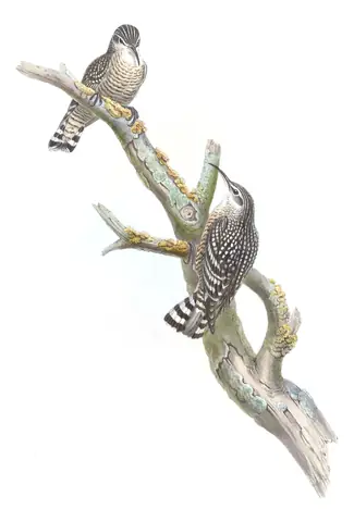 Volume IV, plate 56 of Gould's The Birds of Asia: Indian Spotted Creeper (Salpornis spilonota)