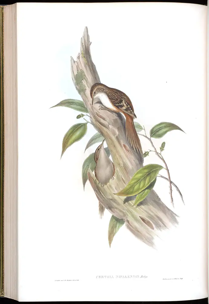 The whole sheet of volume IV, plate 57, with its engraved caption