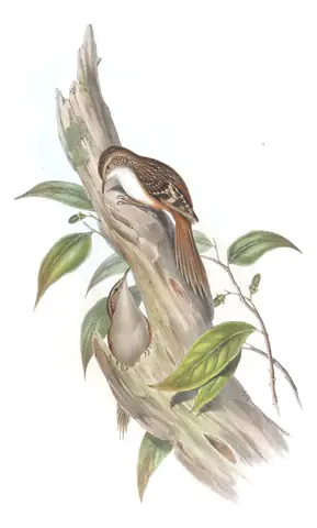 Volume IV, plate 57 of Gould's The Birds of Asia: Rusty-flanked Treecreeper (Certhia nipalensis) and Sikkim Treecreeper (Certhia discolor)