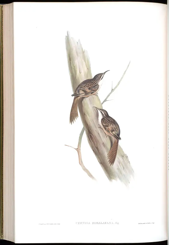 The whole sheet of volume IV, plate 58, with its engraved caption