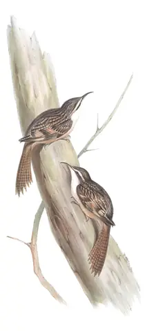 Volume IV, plate 58 of Gould's The Birds of Asia: Bar-tailed Treecreeper (Certhia himalayana)