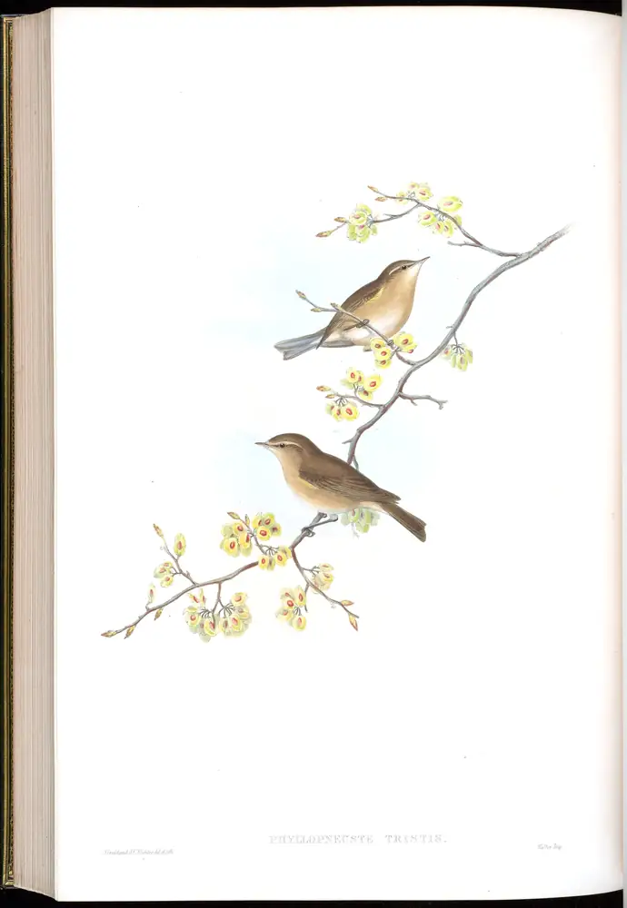 The whole sheet of volume IV, plate 59, with its engraved caption