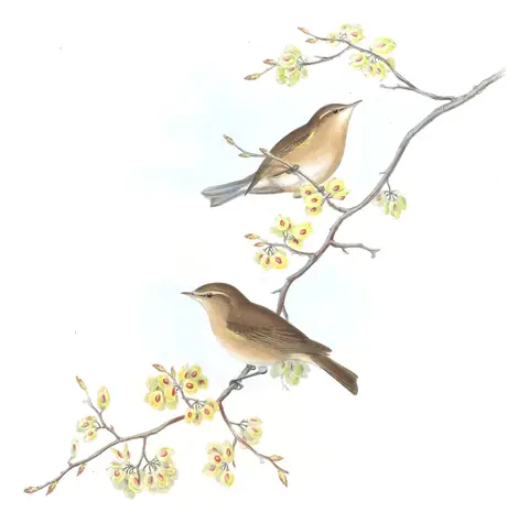 Volume IV, plate 59 of Gould's The Birds of Asia: Common Chiffchaff (Phylloscopus collybita)