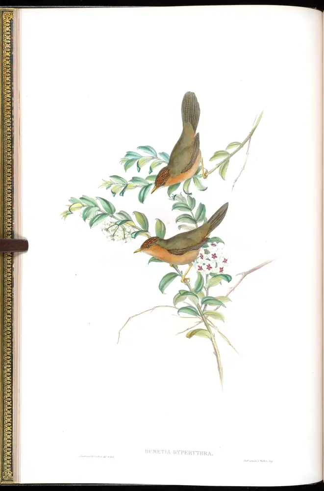 The whole sheet of volume IV, plate 6, with its engraved caption