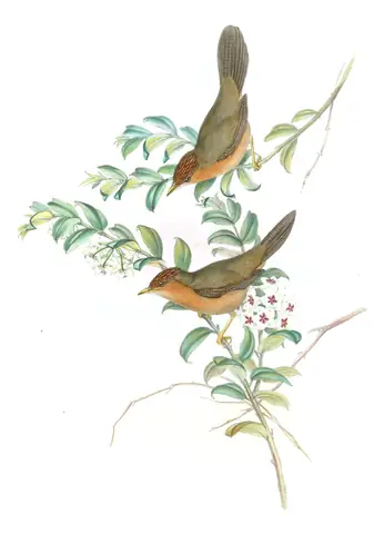 Volume IV, plate 6 of Gould's The Birds of Asia: Tawny-bellied Babbler (Dumetia hyperythra)
