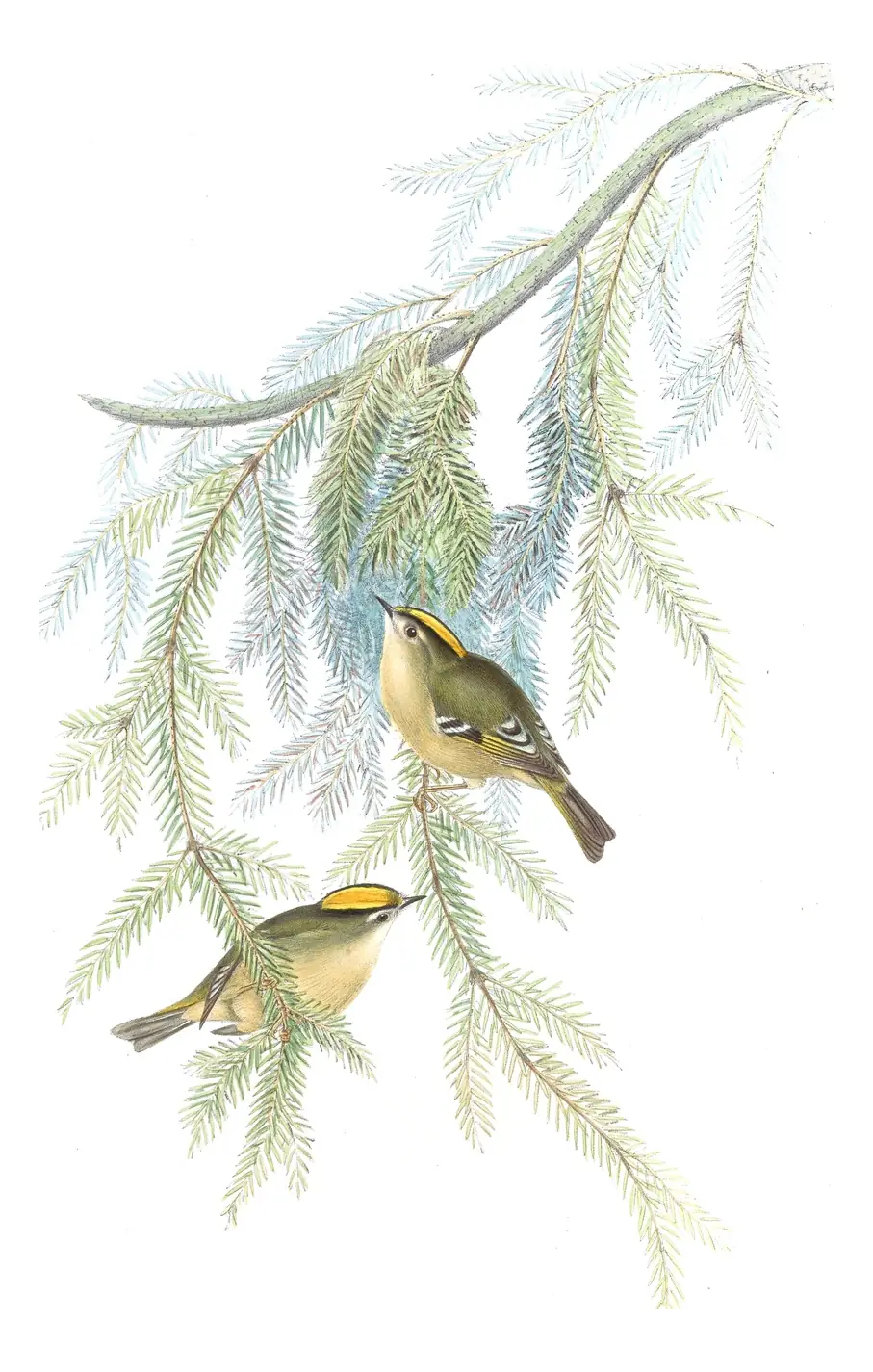 Volume IV, plate 60 of Gould's The Birds of Asia: Goldcrest (Regulus regulus)