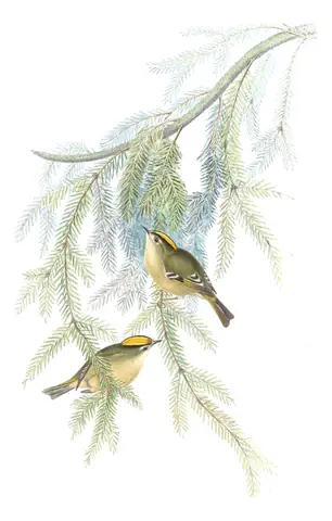 Volume IV, plate 60 of Gould's The Birds of Asia: Goldcrest (Regulus regulus)