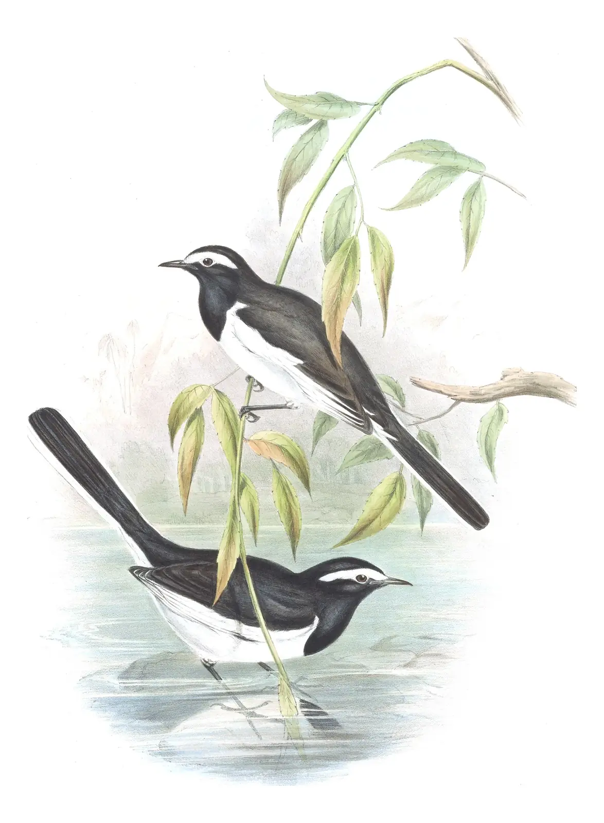 Volume IV, plate 61 of Gould's The Birds of Asia: White-browed Wagtail (Motacilla maderaspatensis)
