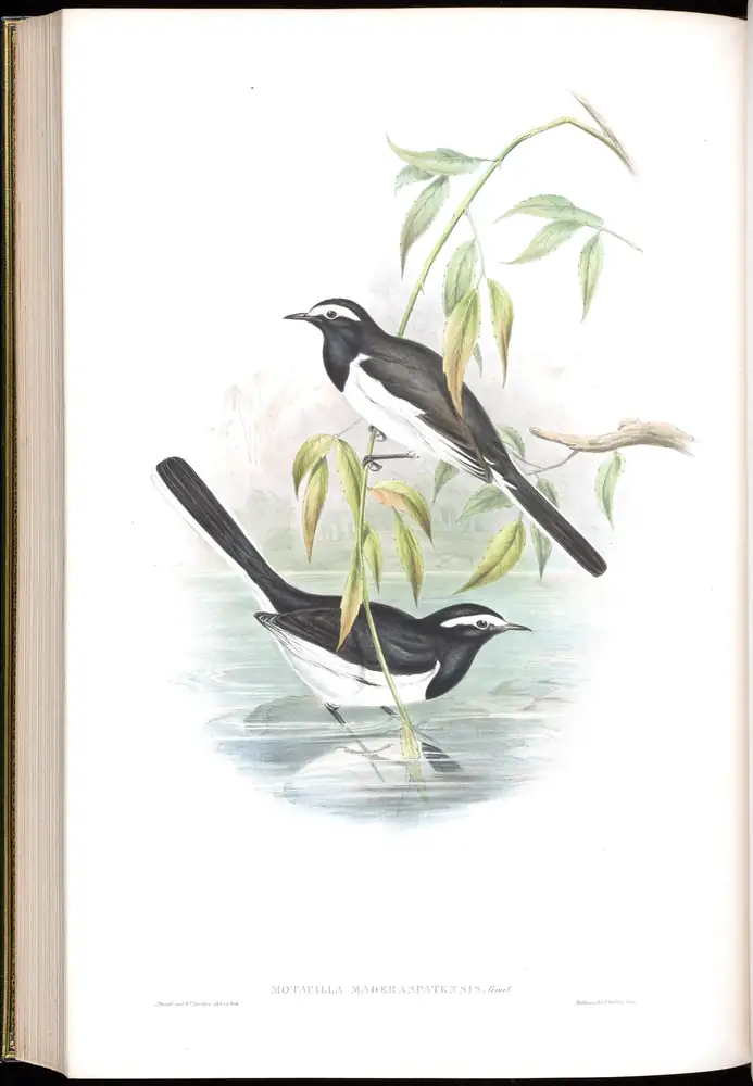 The whole sheet of volume IV, plate 61, with its engraved caption