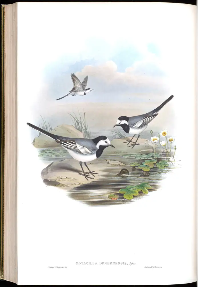 The whole sheet of volume IV, plate 62, with its engraved caption