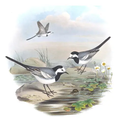 Volume IV, plate 62 of Gould's The Birds of Asia: White Wagtail (Motacilla alba)