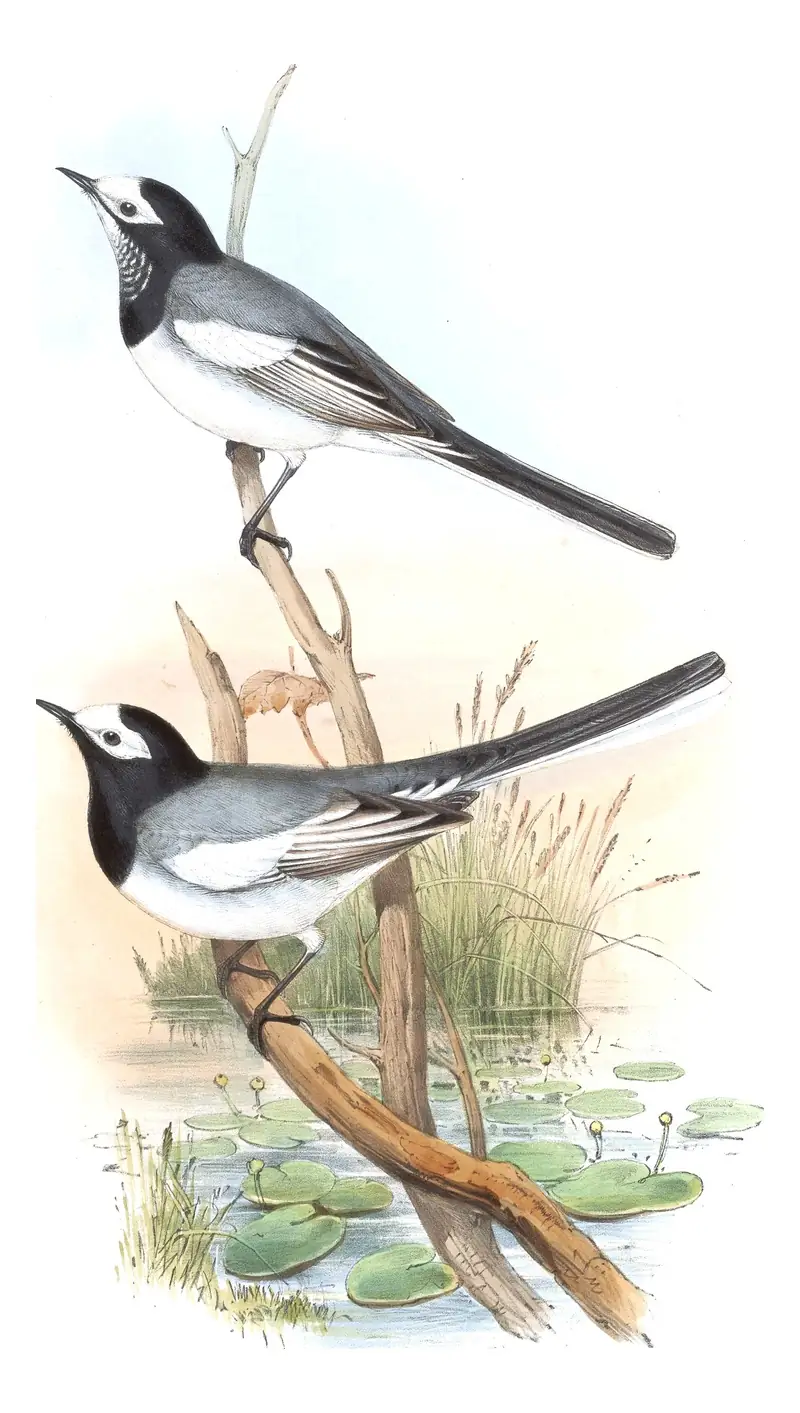 Volume IV, plate 63 of Gould's The Birds of Asia: White Wagtail (Motacilla alba)