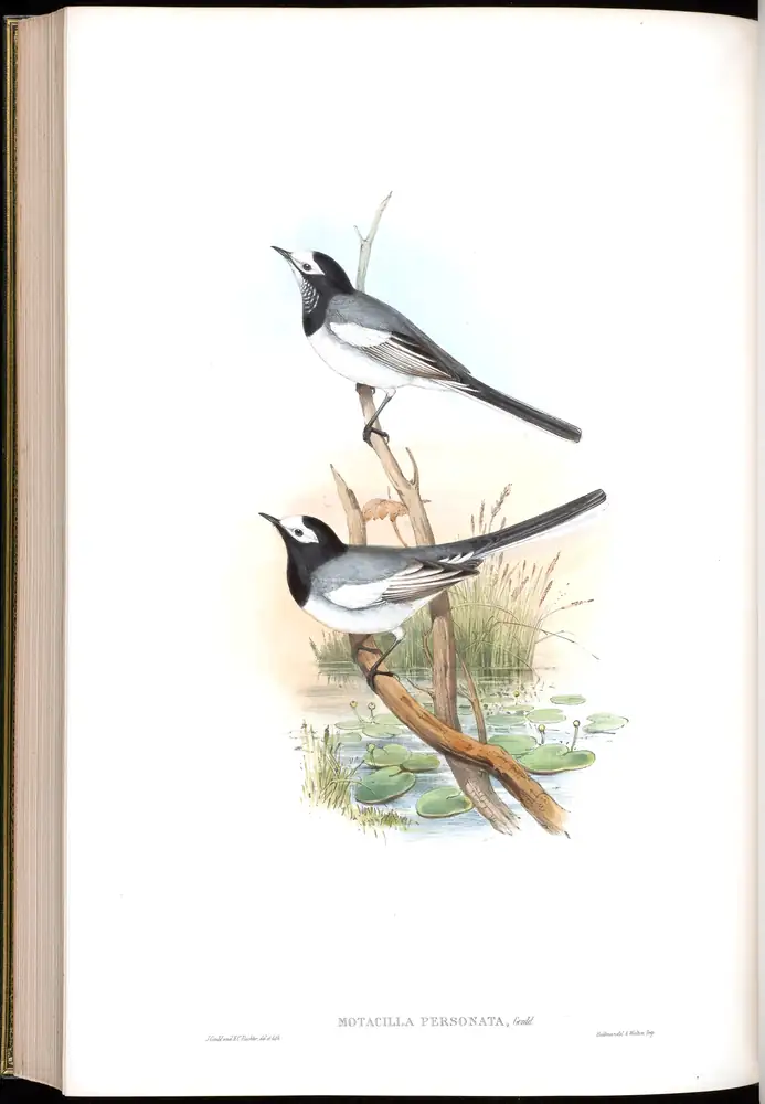 The whole sheet of volume IV, plate 63, with its engraved caption
