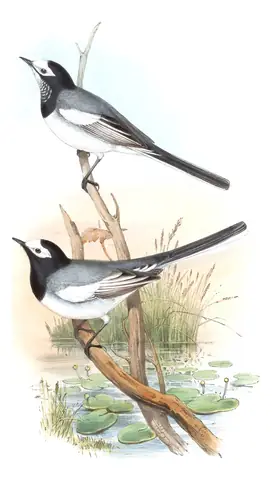 Volume IV, plate 63 of Gould's The Birds of Asia: White Wagtail (Motacilla alba)