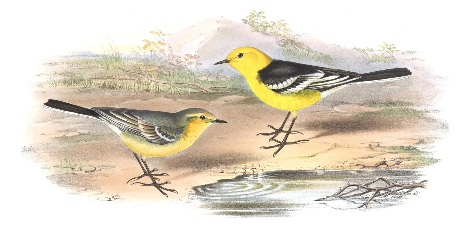 Volume IV, plate 64 of Gould's The Birds of Asia: Citrine Wagtail (Motacilla citreola)