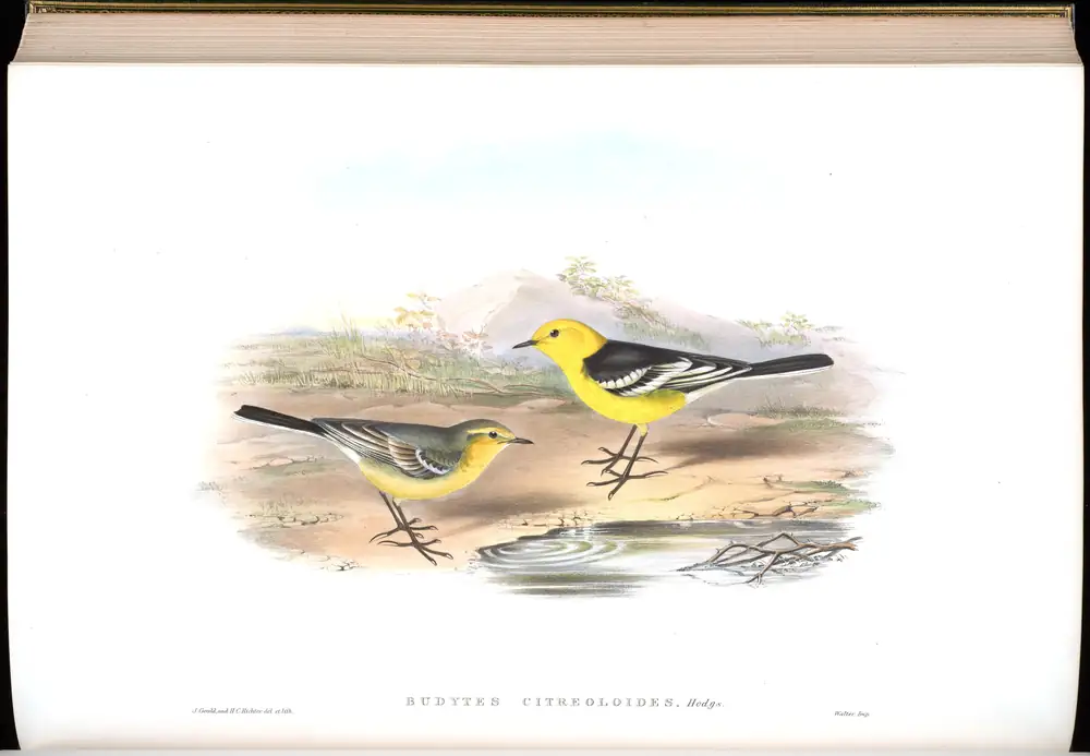 The whole sheet of volume IV, plate 64, with its engraved caption