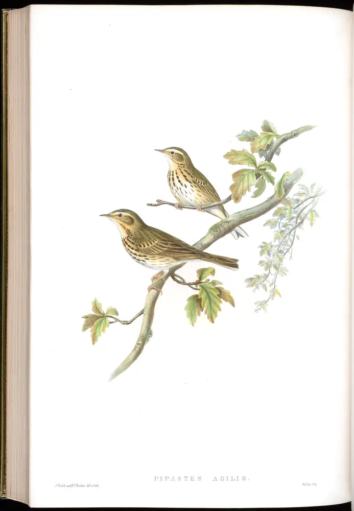 The whole sheet of volume IV, plate 65, with its engraved caption