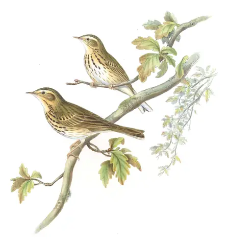 Volume IV, plate 65 of Gould's The Birds of Asia: Olive-backed Pipit (Anthus hodgsoni)