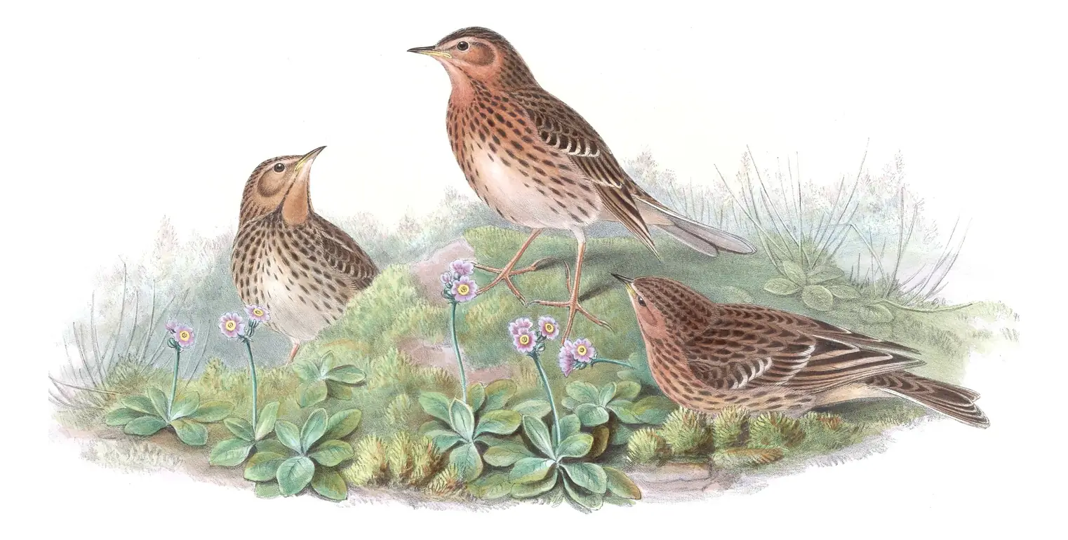 Volume IV, plate 66 of Gould's The Birds of Asia: Red-throated Pipit (Anthus cervinus)