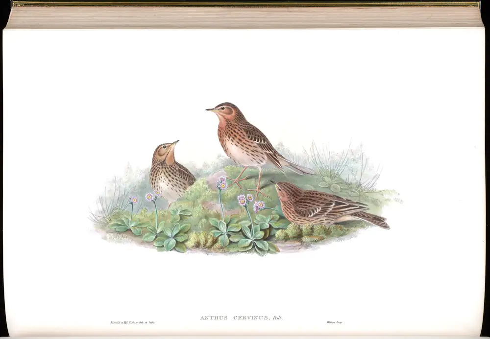 The whole sheet of volume IV, plate 66, with its engraved caption