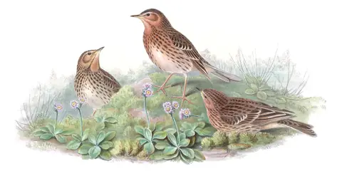 Volume IV, plate 66 of Gould's The Birds of Asia: Red-throated Pipit (Anthus cervinus)