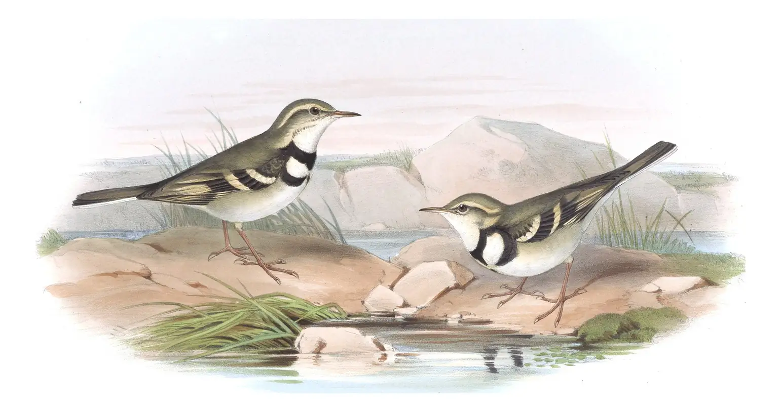 Volume IV, plate 67 of Gould's The Birds of Asia: Forest Wagtail (Dendronanthus indicus)