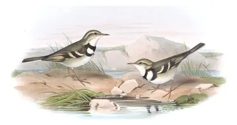 Volume IV, plate 67 of Gould's The Birds of Asia: Forest Wagtail (Dendronanthus indicus)