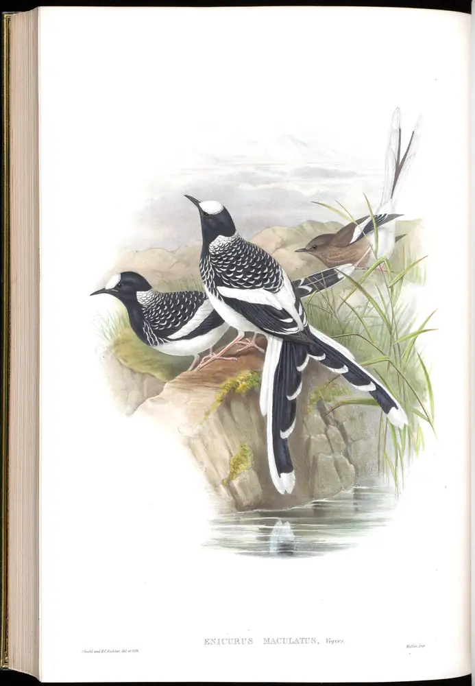 The whole sheet of volume IV, plate 68, with its engraved caption