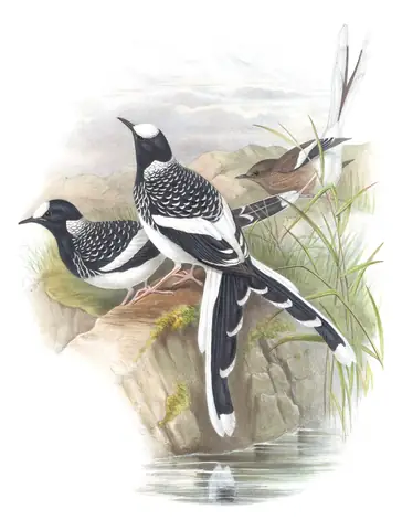 Volume IV, plate 68 of Gould's The Birds of Asia: Spotted Forktail (Enicurus maculatus)