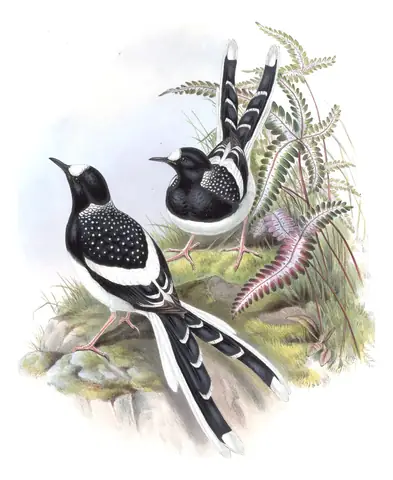 Volume IV, plate 69 of Gould's The Birds of Asia: Spotted Forktail (Enicurus maculatus)