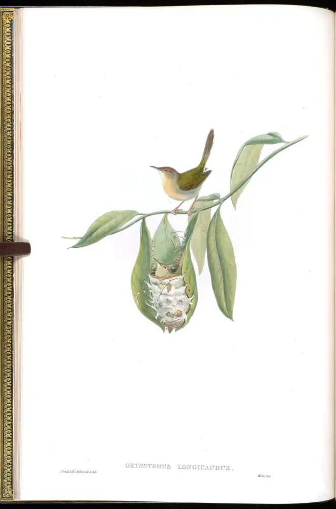 The whole sheet of volume IV, plate 7, with its engraved caption