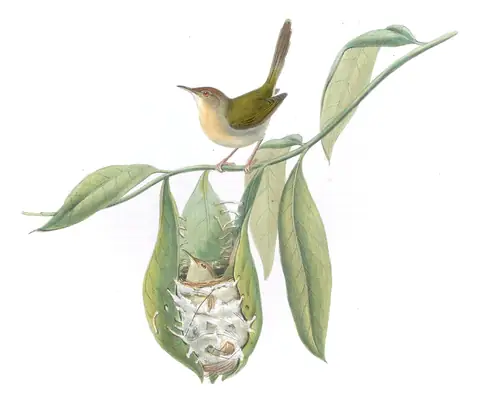 Volume IV, plate 7 of Gould's The Birds of Asia: Common Tailorbird (Orthotomus sutorius)