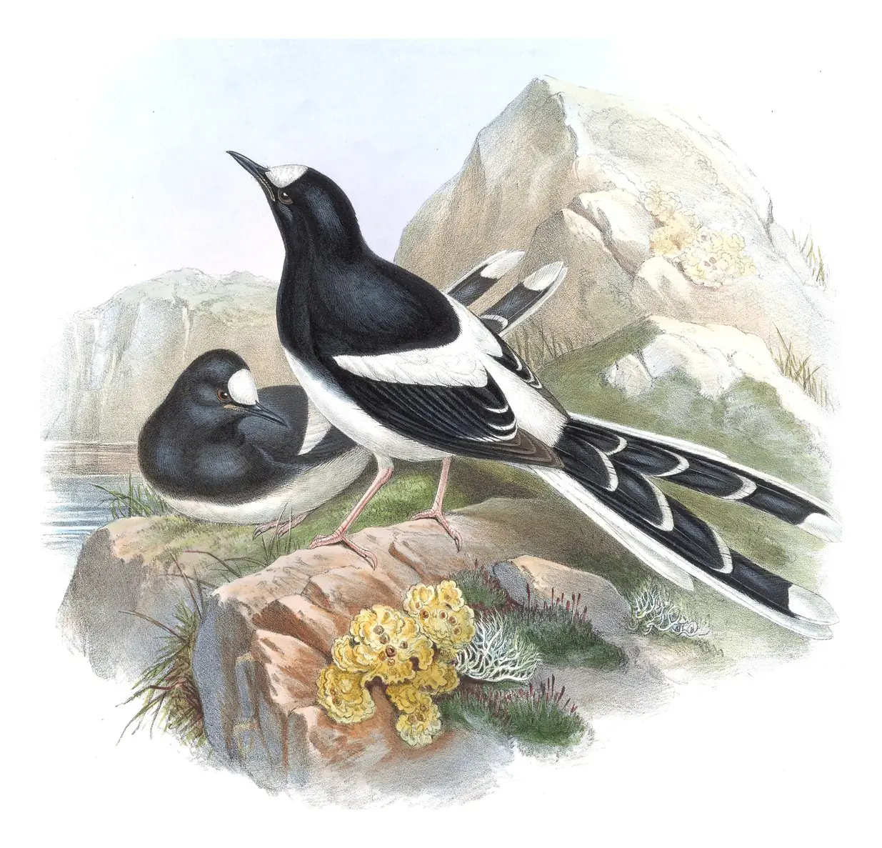 Volume IV, plate 70 of Gould's The Birds of Asia: White-crowned Forktail (Enicurus leschenaulti)
