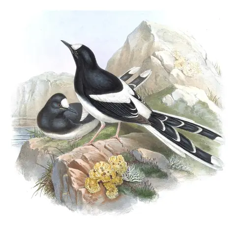 Volume IV, plate 70 of Gould's The Birds of Asia: White-crowned Forktail (Enicurus leschenaulti)